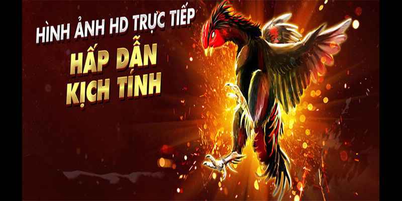 Bí quyết đá gà đơn giản và dễ thắng lợi