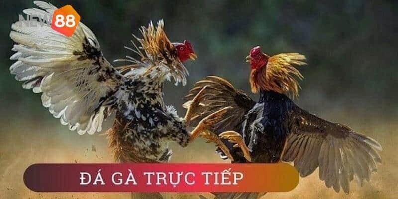Người chơi dễ dàng tham gia đặt cược các trận đấu đá gà trực tuyến