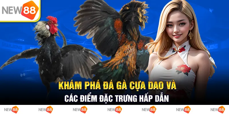 Khám phá đá gà cựa dao và các điểm đặc trưng hấp dẫn