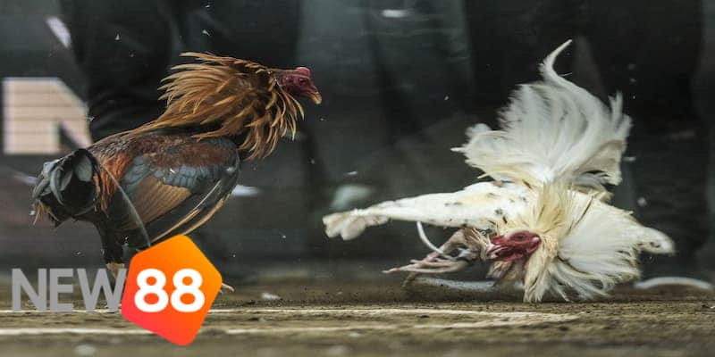 luật đá gà online luật đá gà online