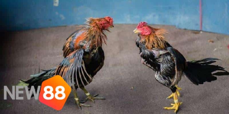 trực tiếp đá gà campuchia hôm nay