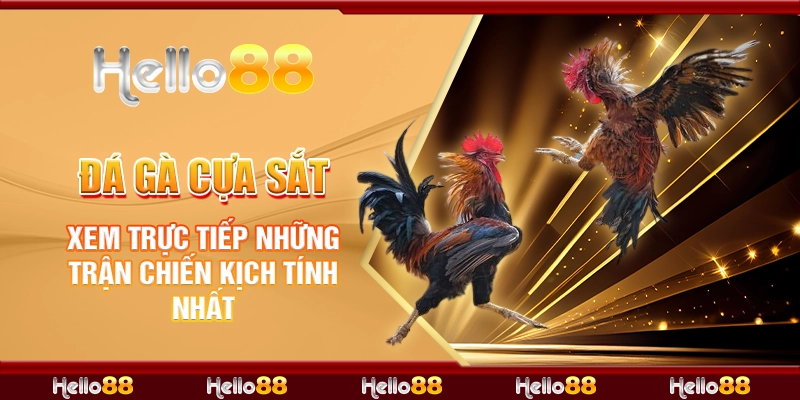 Đá Gà Cựa Sắt: Xem Trực Tiếp Những Trận Chiến Kịch Tính Nhất 1 đá gà cựa sắt