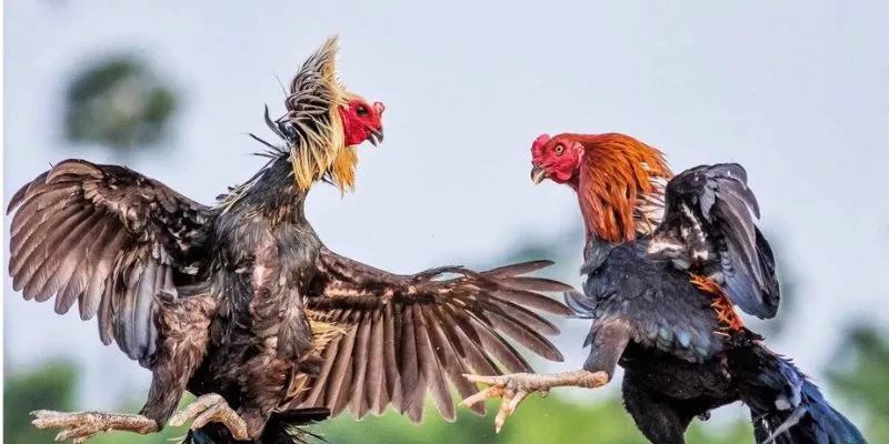 Chi tiết cách diễn ra một trận chiến đúng nghĩa với con gà tre mới nhất