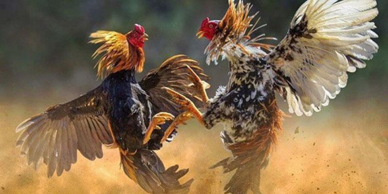 Đá Gà Cựa Sắt: Xem Trực Tiếp Những Trận Chiến Kịch Tính Nhất 2 Đá gà cựa sắt: Giới thiệu và lịch sử
