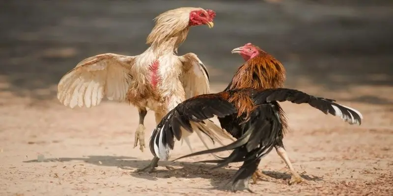 3 mẹo lựa chọn đá gà hiệu quả khi tham gia